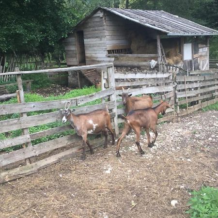 Eco Camp Dzogaska Vrela 호텔 플레블라 외부 사진